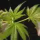 Mississippi negotiators reach proposal on medical marijuana