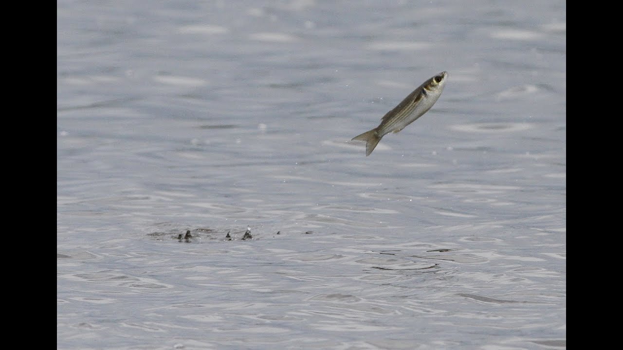 Do mullet jump because they’re happy?