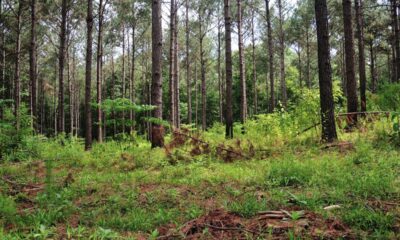 New carbon markets in Mississippi pay landowners and farmers to reduce emissions