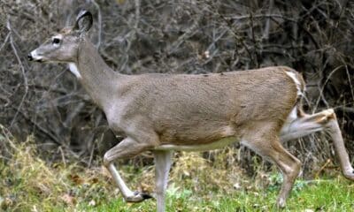 What Mississippi deer hunters need to know about CWD management plan