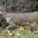 What Mississippi deer hunters need to know about CWD management plan