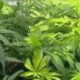 Mississippi close to final vote on medical marijuana bill