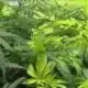Mississippi close to final vote on medical marijuana bill