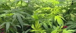 Mississippi close to final vote on medical marijuana bill