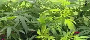 Mississippi close to final vote on medical marijuana bill