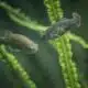 Mexican fish extinct in wild successfully reintroduced