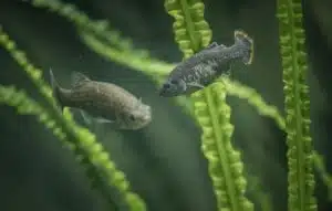 Mexican fish extinct in wild successfully reintroduced