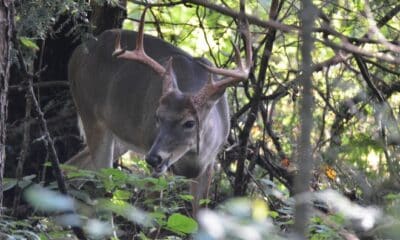 Mississippi CWD zone expected to expand, first case found in Alabama