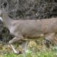 Mississippi deer found emaciated and lethargic tests positive for CWD