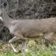 Mississippi deer found emaciated and lethargic tests positive for CWD