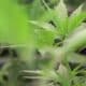 Mississippi Legislature reaches formal agreement on medical marijuana