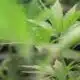 Mississippi Legislature reaches formal agreement on medical marijuana