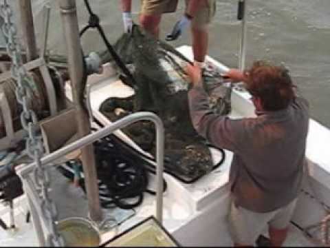 Gulf Coast Shrimp Boat Trip, Biloxi Mississippi