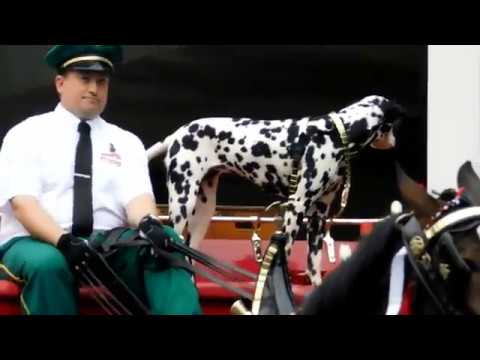 Budweiser Clydesdales in Biloxi , Mississippi 2019