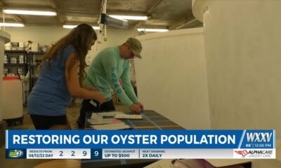 Restoring the oyster population on the Gulf Coast