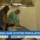 Restoring the oyster population on the Gulf Coast