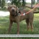 Dog survives Moss Point tornado in kennel