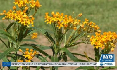 Pollinator garden opens in D’Iberville