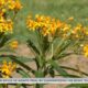 Pollinator garden opens in D’Iberville
