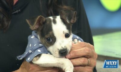 Pet of the Week: Chase is looking for a forever home!