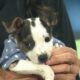 Pet of the Week: Chase is looking for a forever home!