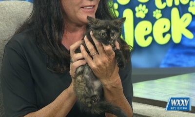 Pet of the Week: Nadia is looking for a forever home