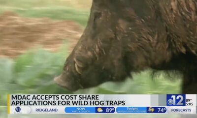 MDAC accepts cost share applications for wild hog traps