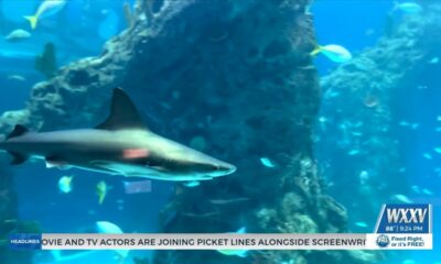 Expert explains shark sightings on the Gulf Coast