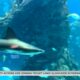 Expert explains shark sightings on the Gulf Coast