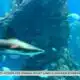 Expert explains shark sightings on the Gulf Coast