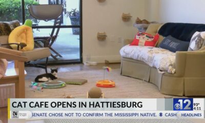 Hattiesburg cat café holds soft opening