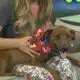 Pet of the Week: Liam is looking for a forever home