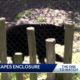 Jackson Zoo Bear Escape