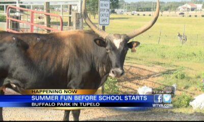 Tupelo Buffalo Park and Zoo is one of many places to visit before the summer ends