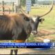 Tupelo Buffalo Park and Zoo is one of many places to visit before the summer ends