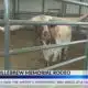 Keath Killebrew Memorial Rodeo kicks off on Friday