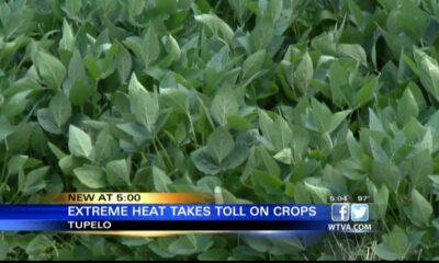 Extreme heat takes toll on crops