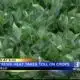 Extreme heat takes toll on crops