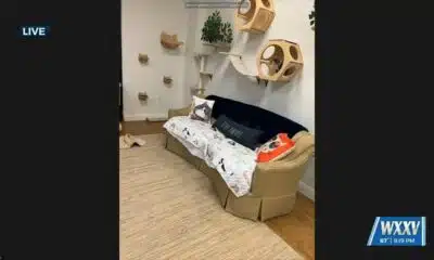 New Cat Café coming to Hattiesburg