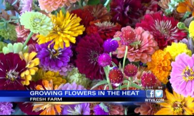 VIDEO: Keeping up with your blooms in the Mississippi heat