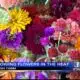 VIDEO: Keeping up with your blooms in the Mississippi heat