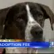 Pet of the Week: Horatio