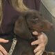 Rock N Roll Over for Humane Society of South Mississippi