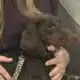 Rock N Roll Over for Humane Society of South Mississippi