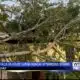 Tree fell on Amory house during Monday afternoon's storms
