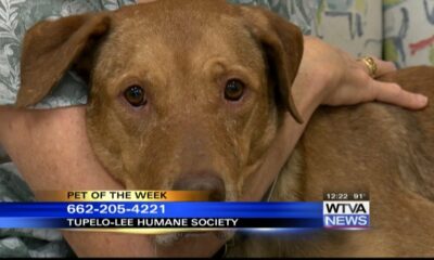 Pet of the Week - PJ