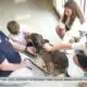 Therapy dog Blanche