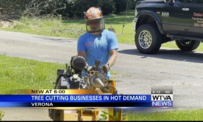 Tree removal businesses is in hot demand