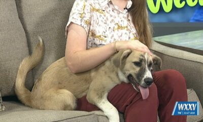 Pet of the Week: Klaus is looking for a forever home