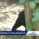 Jackson leaders consider closing zoo